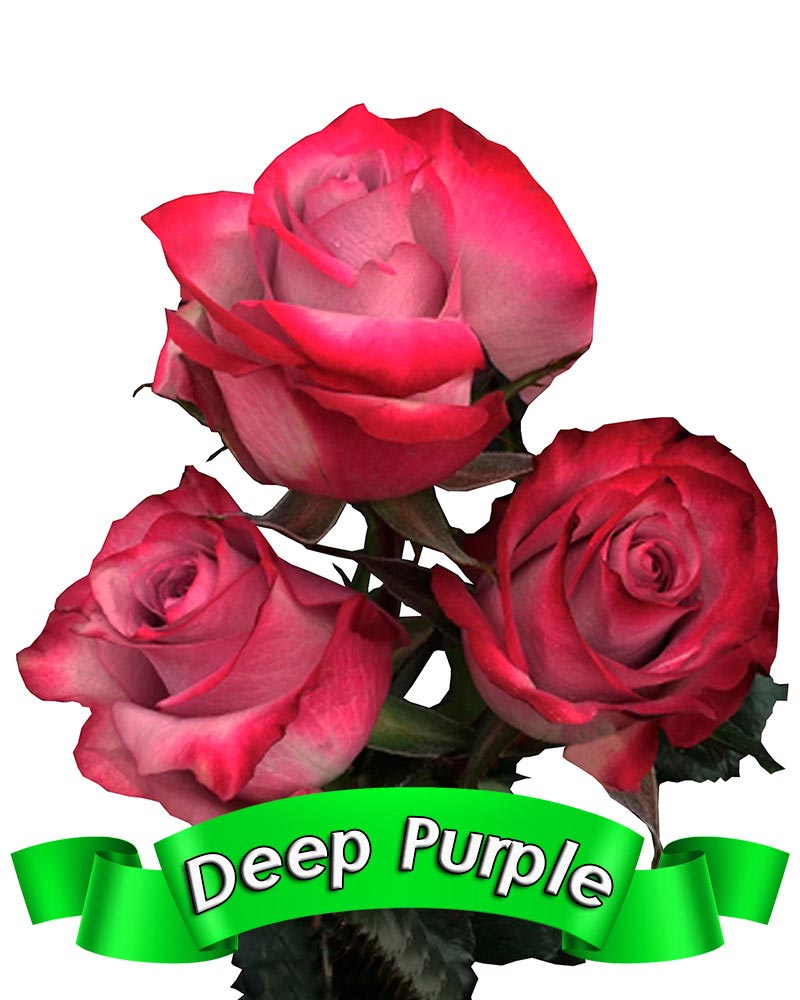 deep-purple.jpg