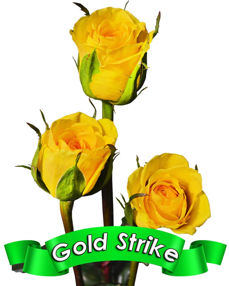 gold-strike.jpg