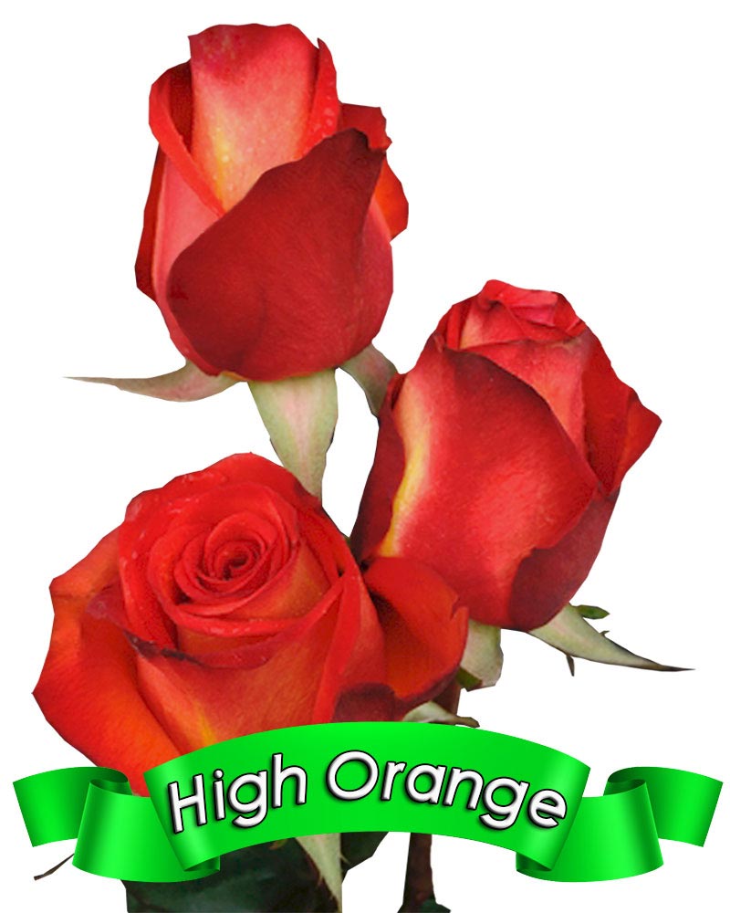 high-orange.jpg