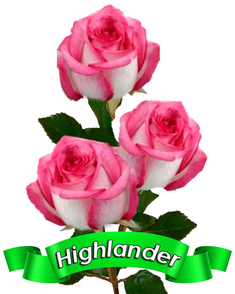 highlander.jpg