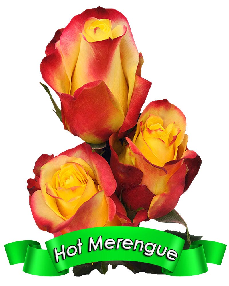 hot-merengue.jpg
