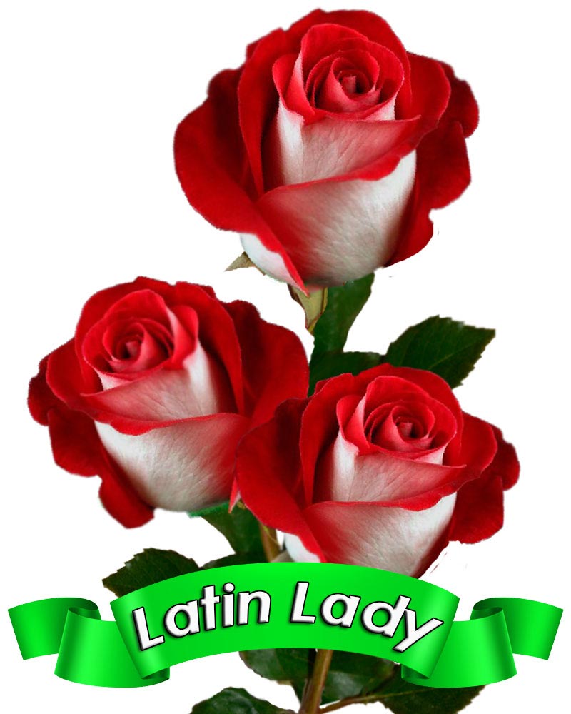 latin-lady.jpg