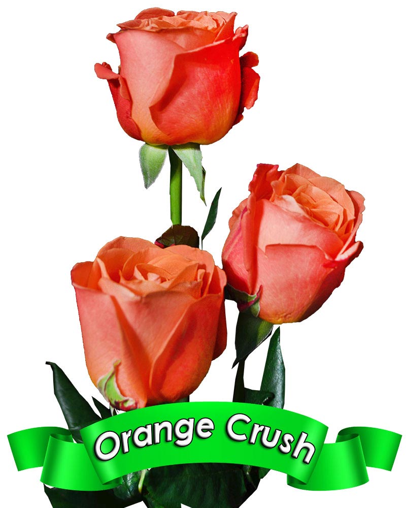 orange-crush.jpg