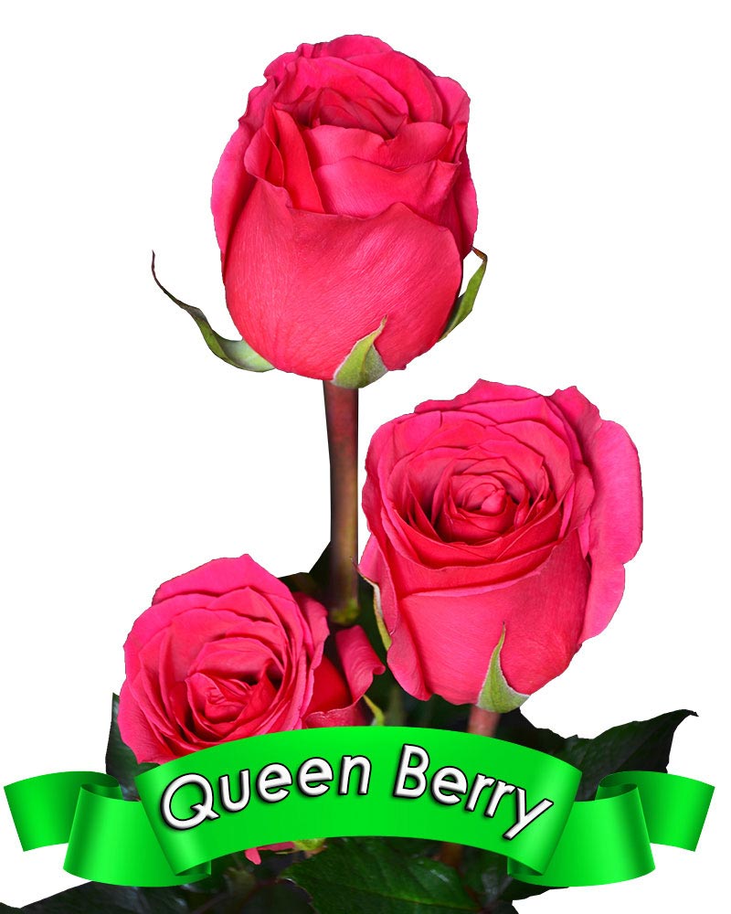 queen-berry.jpg