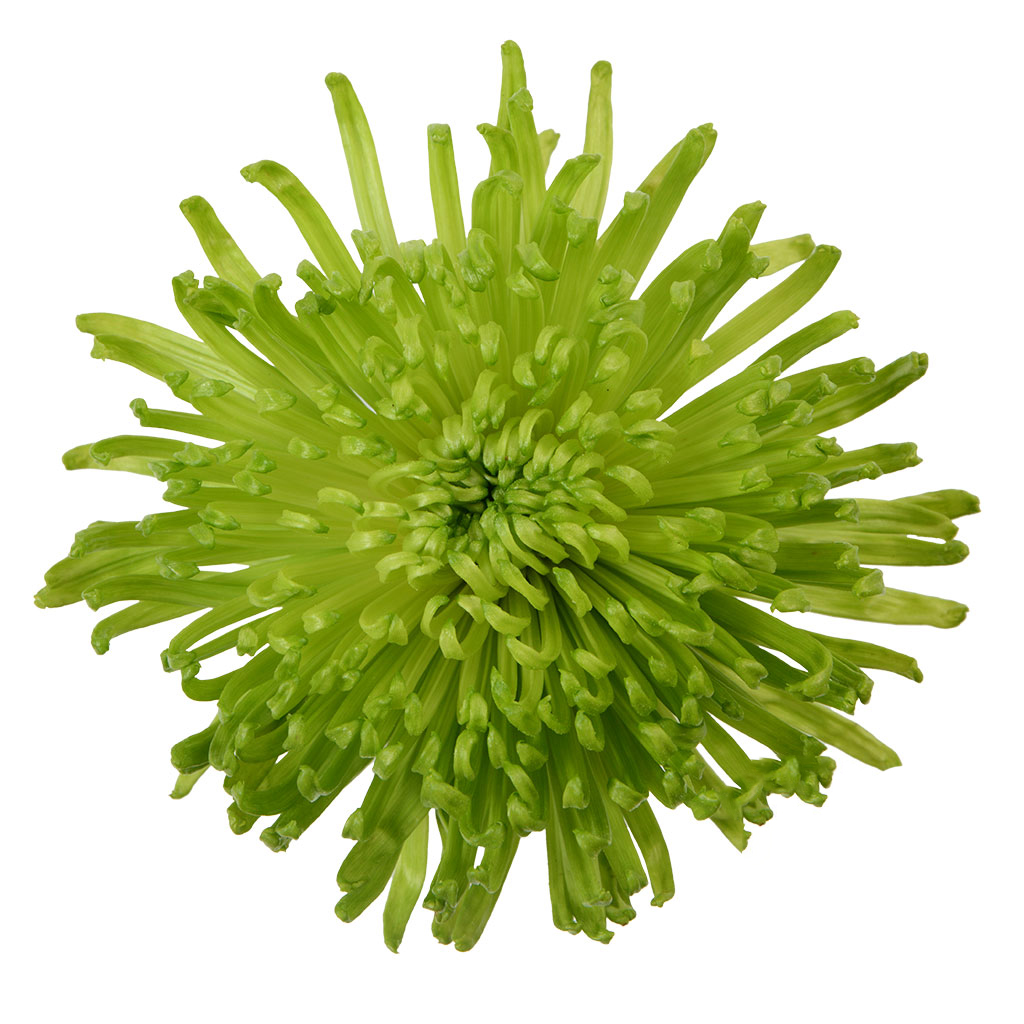 multiflora.com-green-anastasia-1.jpg