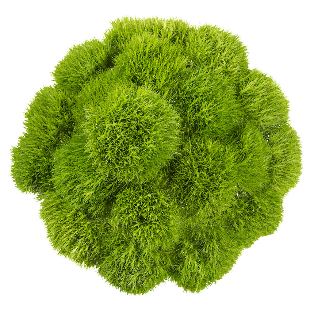 multiflora.com-green-ball-3.jpg
