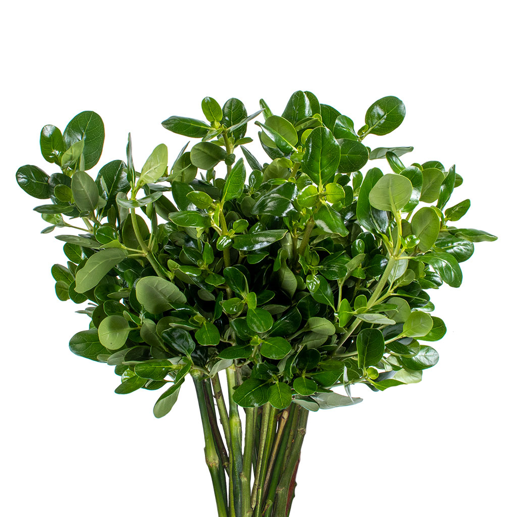 multiflora.com-green-pittosporum-pittosporum-1.jpg
