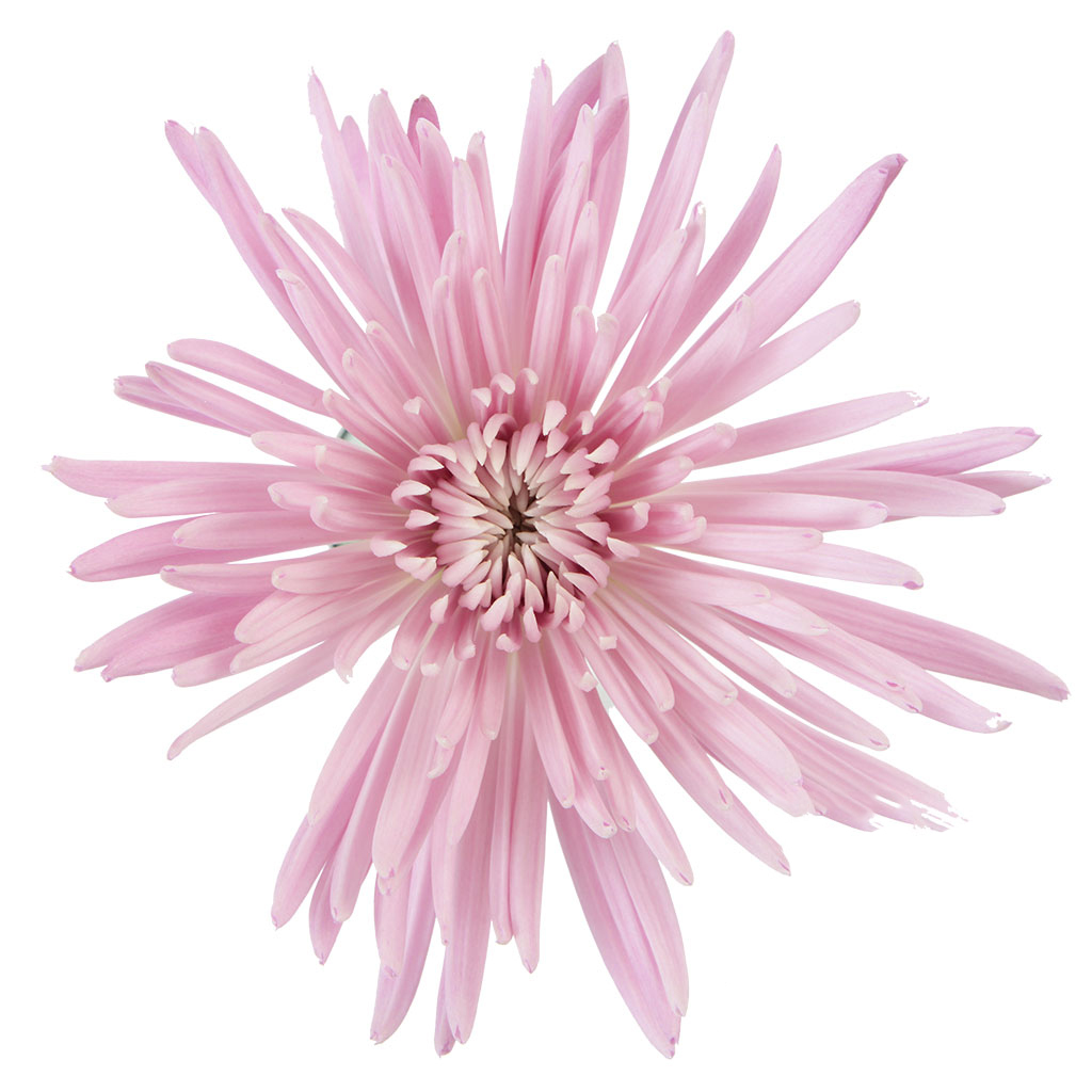 multiflora.com-pink-anastasia-1.jpg