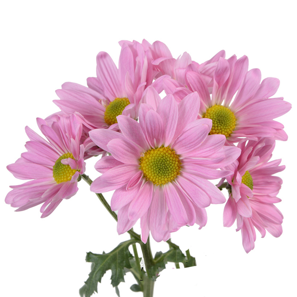 multiflora.com-pink-atlantis-pa-4.jpg