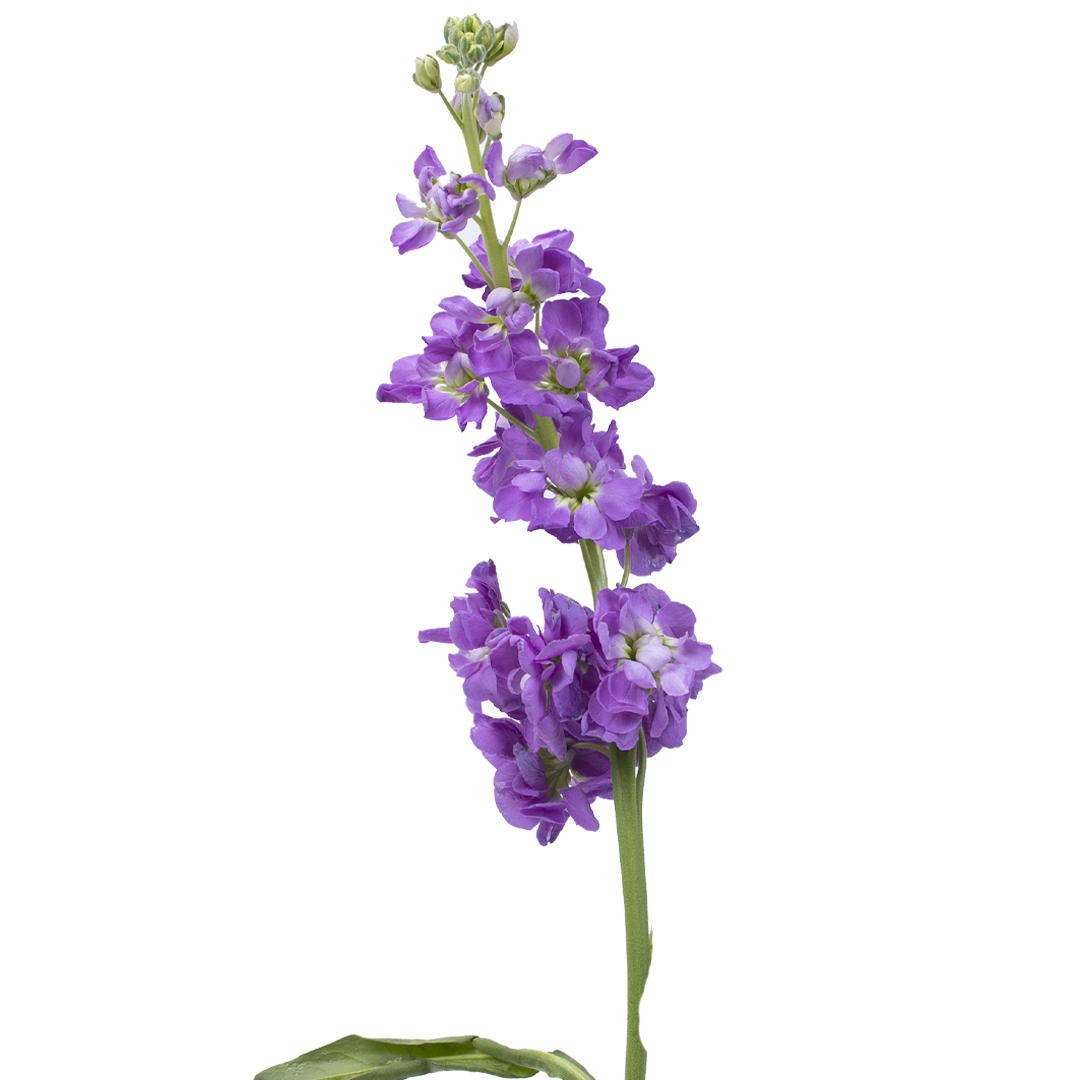 multiflora.com-stock-lavender-lavender.jpg