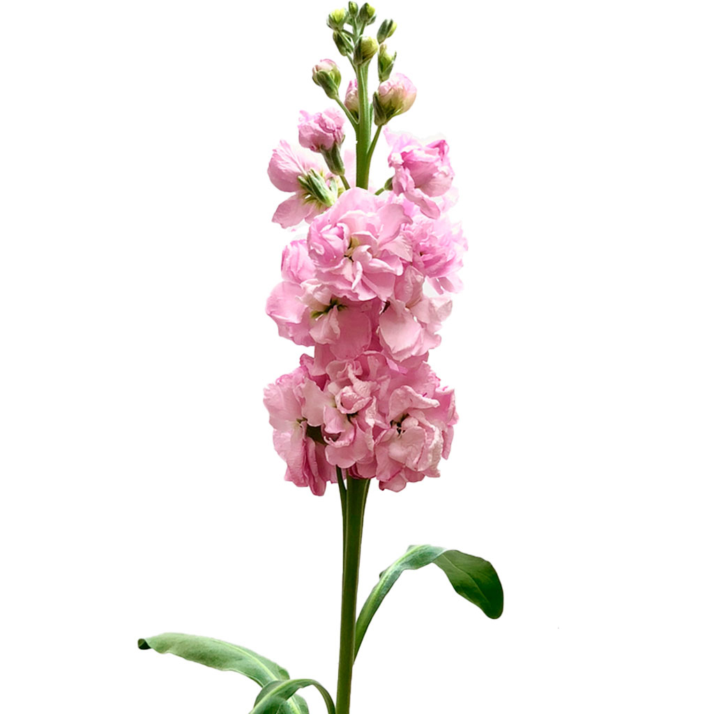 multiflora.com-stock-pink-stock-pink1.jpg