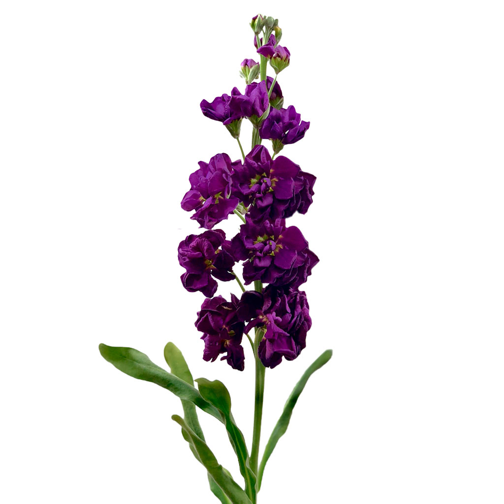 multiflora.com-stock-purple-stock-pur-1.jpg